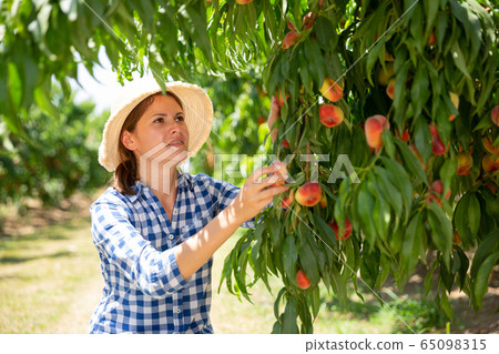 Woman farmer picking harvest of peaches from tree Woman farmer picking harvest of peaches from tree 65098315