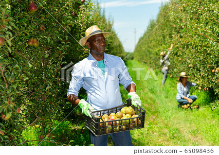Farmer carrying crate with harvested pears Farmer carrying crate with harvested pears 65098436