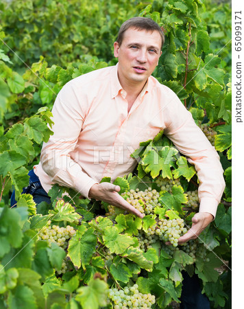 Young male farmer showing wine grape and leaves Young male farmer showing wine grape and leaves 65099171