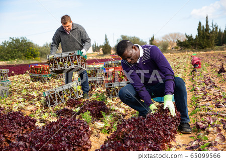 Workmen harvesting red leaf lettuce 65099566