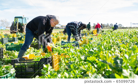 Group of men gardeners picking harvest of fresh celery to crates 65099726