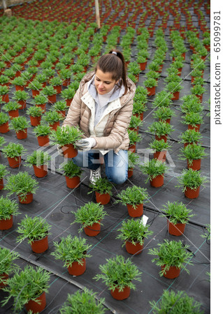 Young woman florist looking for plant of white perc in pots 65099781