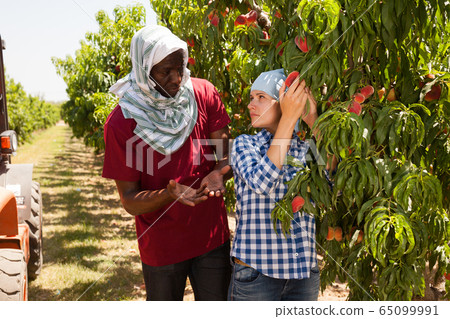 Two gardeners picking ripe peaches 65099991