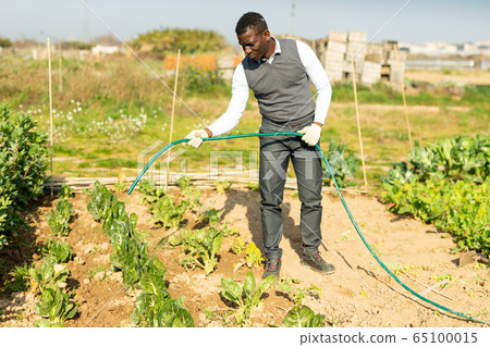 Man watering Swiss chard Man watering Swiss chard 65100015