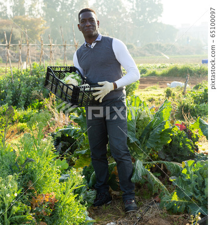 Smiling man with boxes of cauliflowers Smiling man with boxes of cauliflowers 65100097