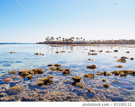 Corals on egyptian beach during low water, medium Corals on egyptian beach during low water, medium 65100112