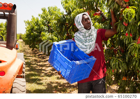 man engaged in cultivation of peaches gathering harvest man engaged in cultivation of peaches gathering harvest 65100270