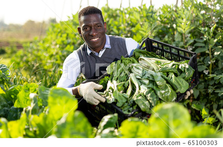 Male harvesting chard plants Male harvesting chard plants 65100303