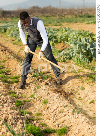 Man hoeing between onion plants 65100376