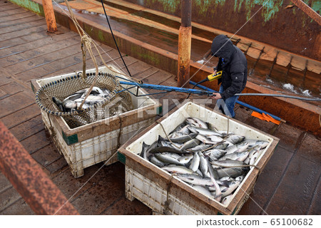 salmon in the box prepared to processing in the fishing processing factory 65100682