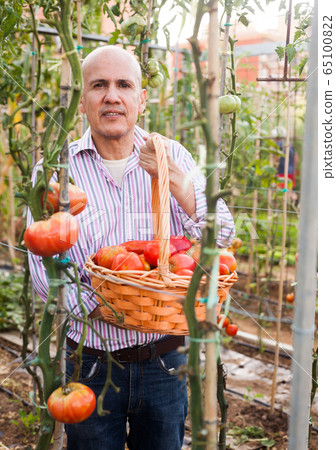 Gardener with tomatoes harvest 65100822