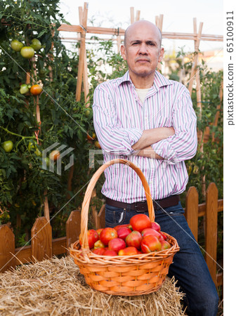 Gardener with tomatoes harvest 65100911