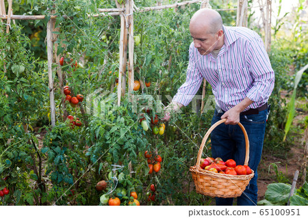 Man harvesting tomatoes Man harvesting tomatoes 65100951