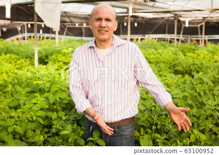 Gardener inspecting white jute plants Gardener inspecting white jute plants 65100952