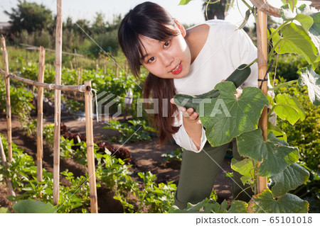 Girl harvesting ripe Chinese cucumbers Girl harvesting ripe Chinese cucumbers 65101018