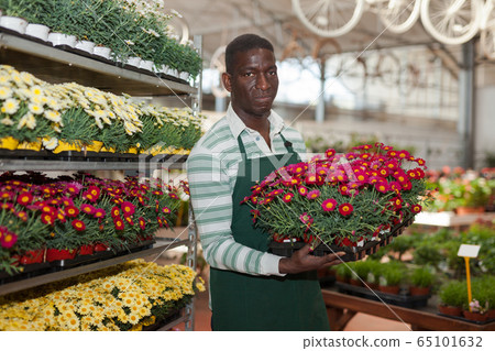 Smiling owner of glasshouse with flowering Argyranthemum Smiling owner of glasshouse with flowering Argyranthemum 65101632