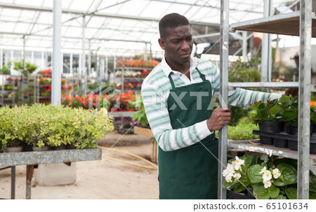 Florist pushing metal trolley with potted begonias Florist pushing metal trolley with potted begonias 65101634