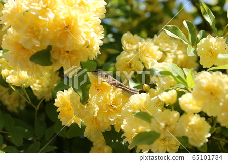 Lizard and mokko rose Lizard and mokko rose 65101784