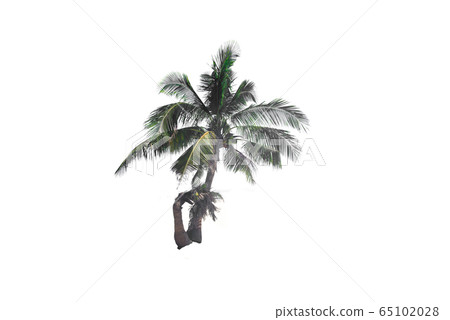 Coconut and evergreen leaves plant trees on a white background with the clipping path. 65102028
