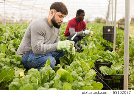 Young farmer harvesting Swiss chard in hothouse 65102087