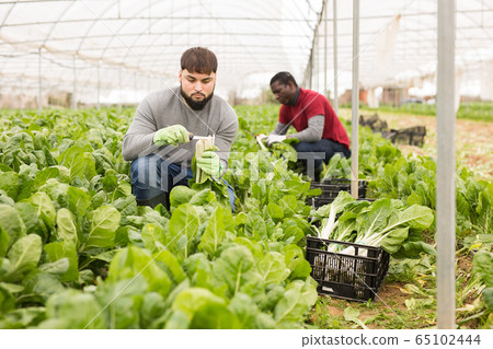 Chard harvesting process in a greenhouse 65102444