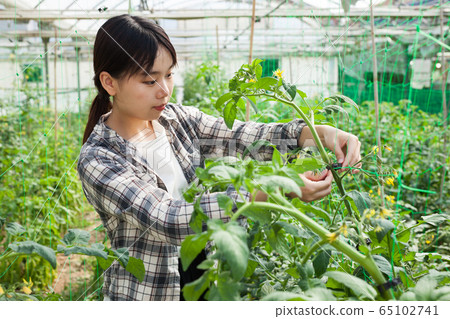 Woman controlling quality of ripening tomatoes 65102741
