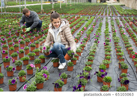 Professional gardener working with blooming flower petunia in greenhouse Professional gardener working with blooming flower petunia in greenhouse 65103063