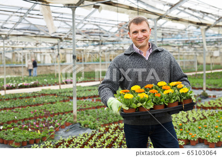 Floriculturist engaged in cultivation of ornamental Calendula in hothouse Floriculturist engaged in cultivation of ornamental Calendula in hothouse 65103064