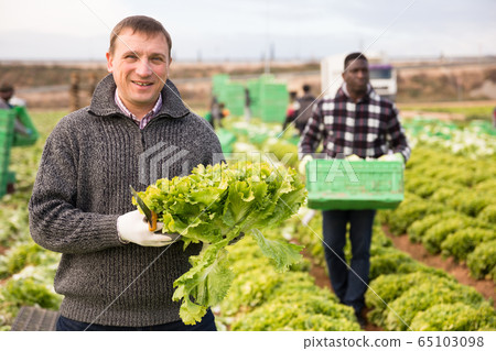 Farmer showing harvest of green lettuce 65103098