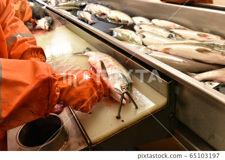 salnmon fishing season, fishing processing plant salnmon fishing season, fishing processing plant 65103197