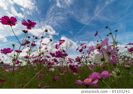 京藤藤原宇宙場秋天圖像 65103241