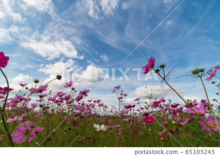 Kyo Fujiwara Cosmos Field Autumn Image 65103243