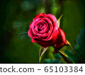 roses made from photos 65103384