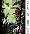 artistic rose flower 65103385