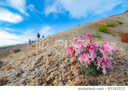 駒草（駒子）/北阿爾卑斯 65103523