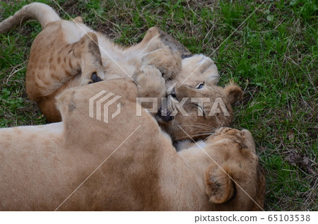 Lion 243 65103538
