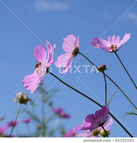 Cosmos 65103593