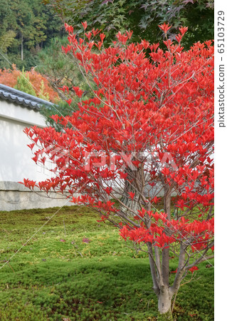 Dodantsutsuji that turned red in red Dodantsutsuji that turned red in red 65103729