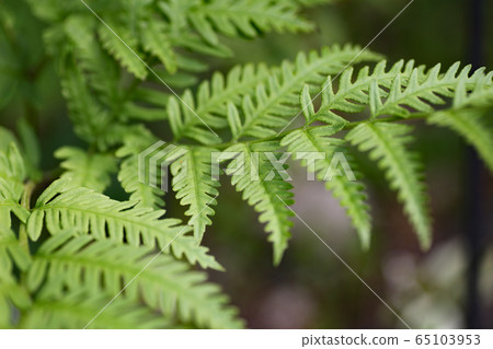 納粹蕨類植物 65103953