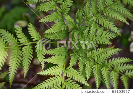 Nazi fern Nazi fern 65103957