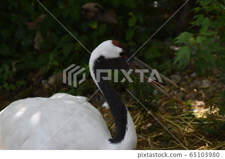 Cranberries 2 65103980