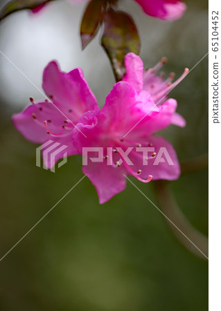 吉野杜鵑花 65104452
