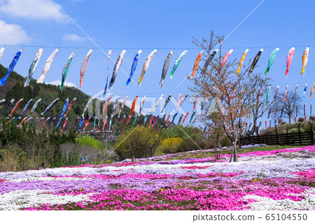 Koinobori和Shibazakura Nagasawa鯉魚溪節 65104550