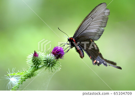 南部燕尾蝴蝶 65104709