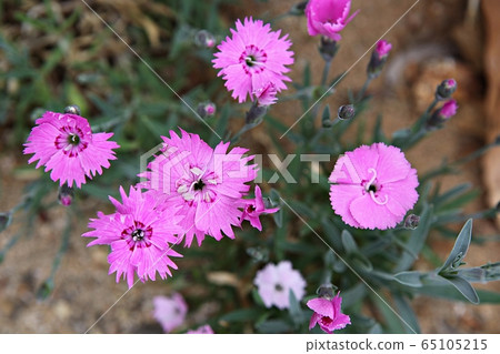 春天的花朵 65105215