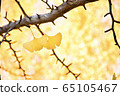 Leaves of ginkgo biloba 65105467