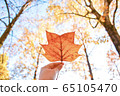 Maple leaf and hand 65105470