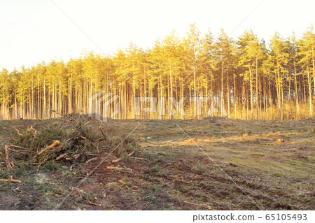 Deforestation, a site for the construction of new buildings, preparation of a place for building, copy space, cutting down Deforestation, a site for the construction of new buildings, preparation of a place for building, copy space, cutting down 65105493