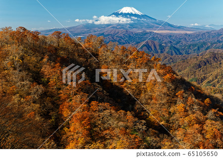 從丹澤/戶之岳看秋天的富士山和鍋山脊 65105650