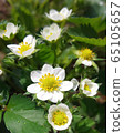 草莓花 65105657
